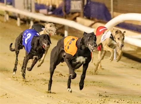 greyhound racing commentary|Greyhound Racing.